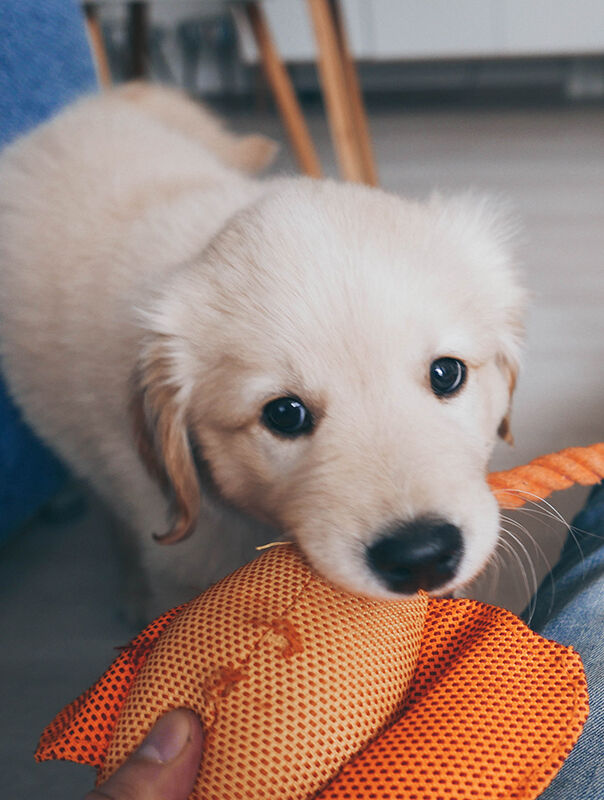 dog with toy
